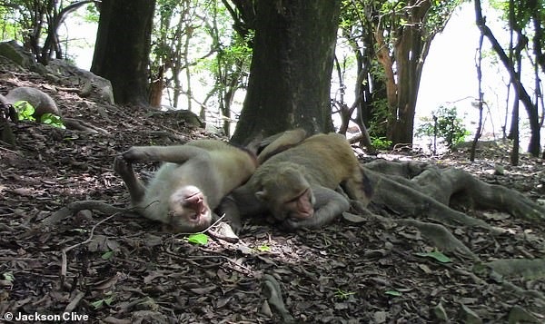 Erkek Makak Maymunlarının Yğzde 72'si Biseksüel Çıktı