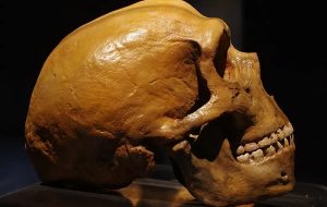 Secrets of our ancient relatives: Neanderthal genes deform mice