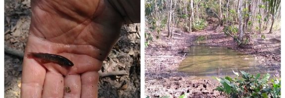 Su Dışında Yaşayabilen Yeni Balık Türleri Keşfedildi