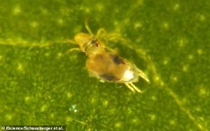 Cinsel İlişkiden Önce Soyunmak Sadece İnsanlara Özgü Değilmiş!