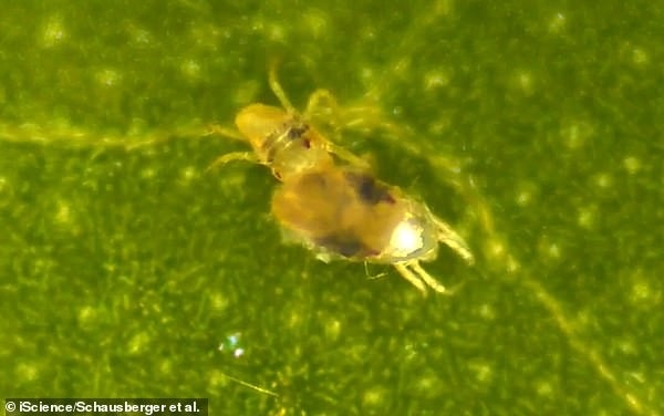 Cinsel İlişkiden Önce Soyunmak Sadece İnsanlara Özgü Değilmiş!