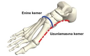 Ayağımızın Yay Benzeri Kemerinin Eşsiz Rolü İnsan Evrimine Yeni Bakış Sağlıyor