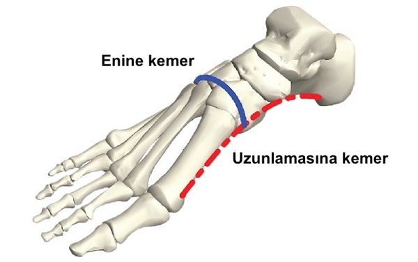 Ayağımızın Yay Benzeri Kemerinin Eşsiz Rolü İnsan Evrimine Yeni Bakış Sağlıyor