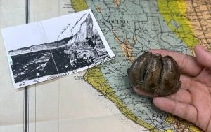 Bir Müzede Unulup Giden Diş, Bilim İnsanlarının Anlayışını Değiştirdi