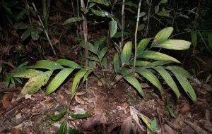 Bilim İnsanları Şaşkın: Yer Altında Meyve Veren Bir Hurma Ağacı Bulundu