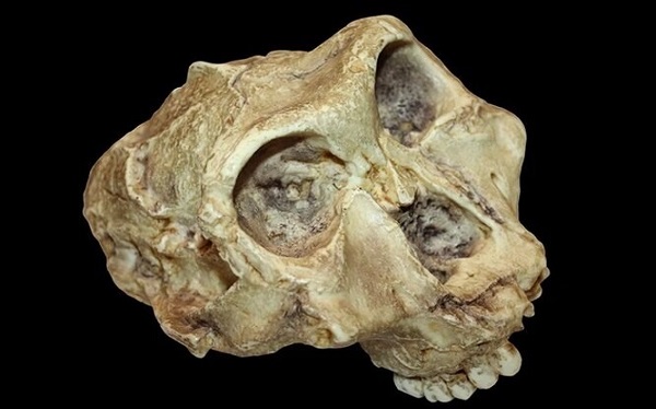 Kadim Proteinler İnsanlık Tarihini Ortaya Çıkarmaya Başlıyor