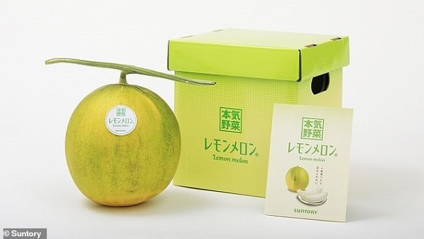 Deney Sonucu Üretilen "Limonlu Kavun" İlk Mahsulunu Verdi