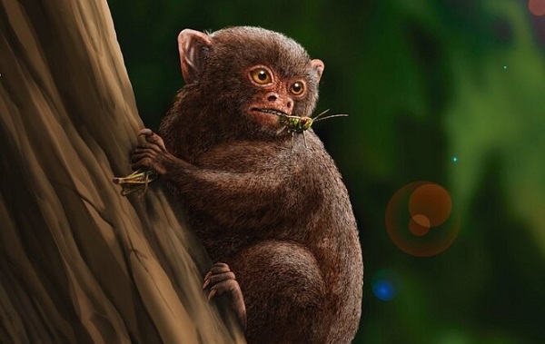 Monkey Made Trip From Africa to South America Millions of Years Ago