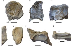 Türünün En Eskisi Olan 167 Milyon Yıllık Dinozor Fosili Bulundu