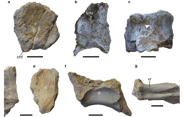 Türünün En Eskisi Olan 167 Milyon Yıllık Dinozor Fosili Bulundu