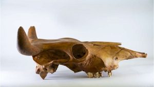 Ancient DNA Reveals Early African Origins of Cattle in the Americas