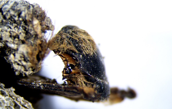 İçi Mumyalanmış Arılarla Dolu 3000 Yıllık Kozalar Bulundu