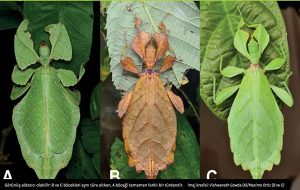 7 Yeni Yaprak Böceği