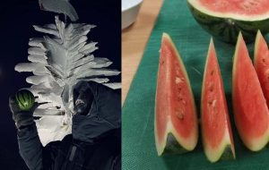 Bilim İnsanları Antarktikada Çok Sayıda Karpuz Yetiştirmeyi Başardı