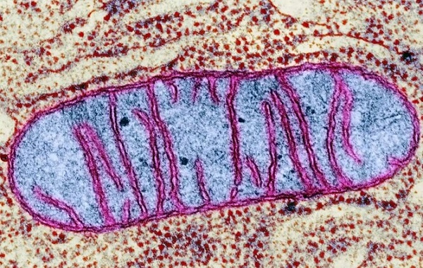 Geneticists discover bacterial species that may be a close relative of mitochondria