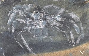 The Age of the Fossilised Spider Found in the Quarry is Jaw-dropping
