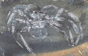 Taş Ocağında Bulunan Fosilleşmiş Örümceğin Yaşı Dudak Uçuklattı