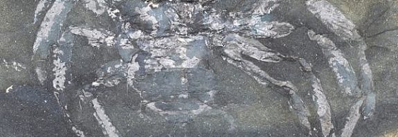 Taş Ocağında Bulunan Fosilleşmiş Örümceğin Yaşı Dudak Uçuklattı