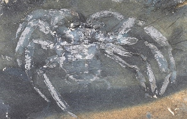 Taş Ocağında Bulunan Fosilleşmiş Örümceğin Yaşı Dudak Uçuklattı