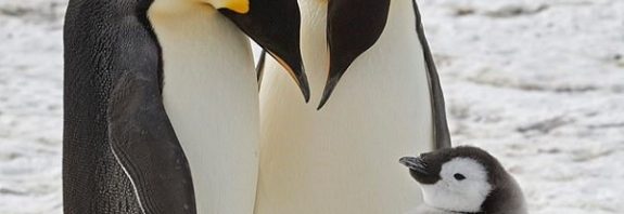 İmparator Penguenlerin Yüzde 90'ı 80 Yıl İçinde Yok Olabilir