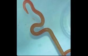 Dünyada İlk Kez Bir Kadının