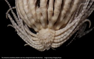 alien like antarctic