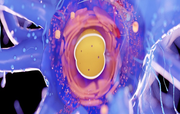 Strange Mathematical Pattern Found in The Cells of The Human Body