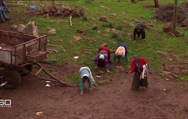 Dört Ayak Üzerinde