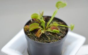 Venüs Sinekkapanının Bir "Yangın Alarmı" Olduğu Tespit Edildi