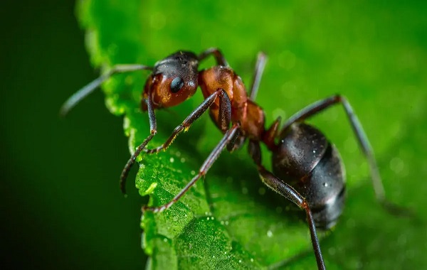 Parasites turn ants into zombies that adapt to temperature