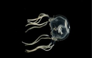 Denizanaları Bilim İnsanlarının