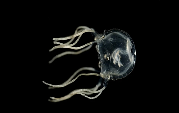 Denizanaları Bilim İnsanlarının