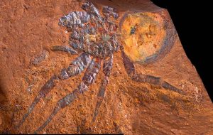 15 Milyon Yıllık Örümcek