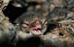 Yarasalarda Kansere Karşı Bağışıklık Kazandırabilecek 50'den Fazla Gen Bulundu