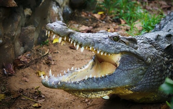 Askeri Helikopterler Timsahlar Arasında Cinsel Çılgınlığa Yol Açtı