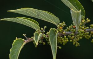 Scientists Find Cannabis Compound Inside Totally Different Plant