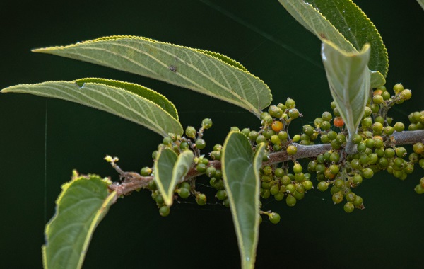 Scientists Find Cannabis Compound Inside Totally Different Plant