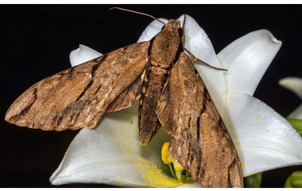 Wallace's sphinx moth: The long-tongued insect predicted by Darwin a century before it was discovered