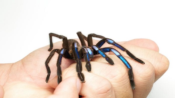 Jewel of the Forest: New Electric Blue Tarantula Species Discovered in Thailand