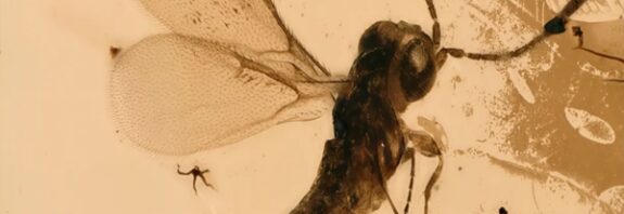 130 Milyon Yıllık Yabani