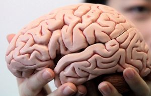 New AI model uncovers how and why the human brain ages