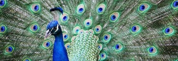 Dişi Hayvanlar Hangi Erkeği Seçeceğini Büyüklerinden Öğreniyor