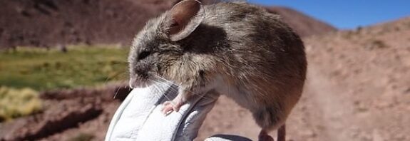 6 Km Tırmanarak Yanardağ Zirvesine Çıkan 13 Farenin Mumyası Keşfedildi