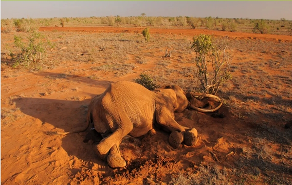 350den Fazla Gizemli Fil