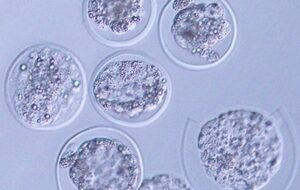 In a Huge First, Mouse Embryos Have Been Grown in Space