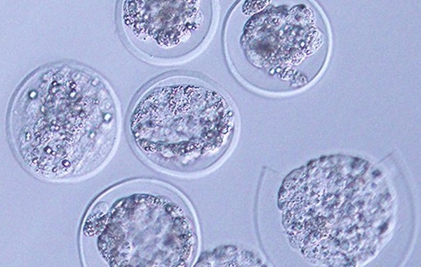 In a Huge First, Mouse Embryos Have Been Grown in Space