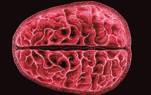 For The First Time, Scientists Show Structural, Brain-Wide Changes During Menstruation