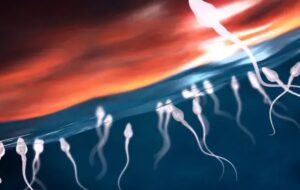 Sperm motion has no equal or opposite reaction. Scientists find out why