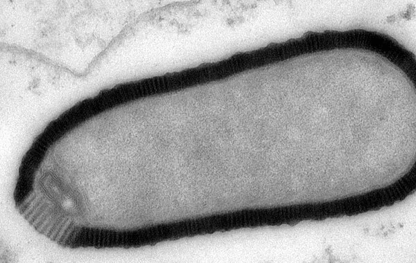 Ancient 'zombie' viruses frozen in permafrost for 50,000 years are thawing due to climate change - and could have 'disastrous' effects for humans