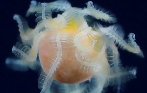 Karnında Binlerce Organizma Barındıran Deniz Canlısının Kimliği Nihayet Belirlendi